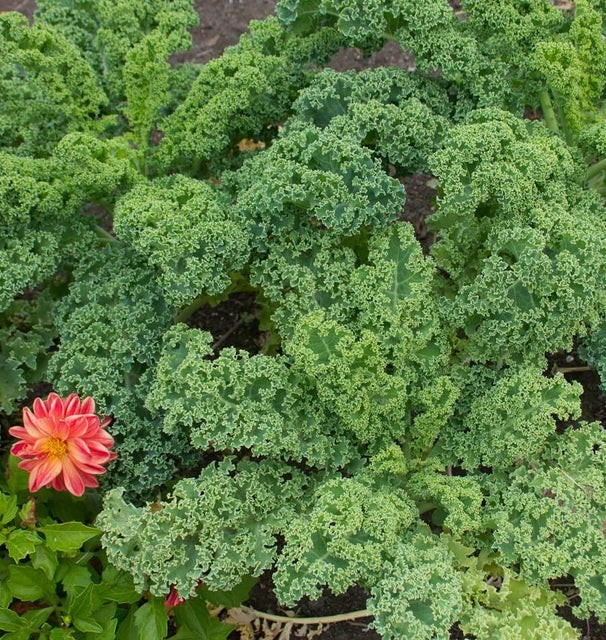 Kale - Vates Blue Curled Scotch