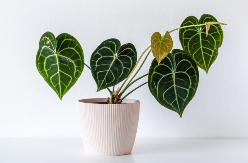anthurium clarinervium common name Anthurium clarinervium