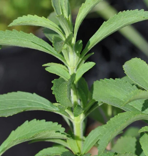 Stevia - Stevia Sugar Plant Certified Organic