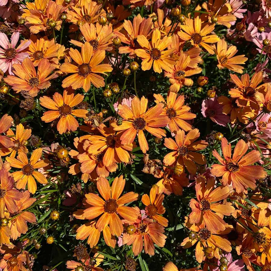 Coreopsis verticillata Nova 'Amber'