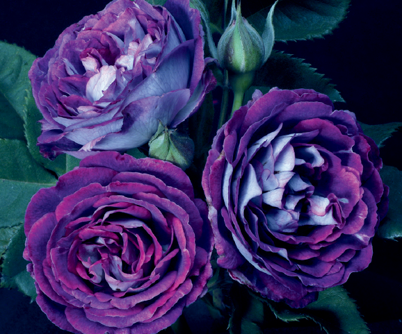Rose 'Cosmic Cloud'