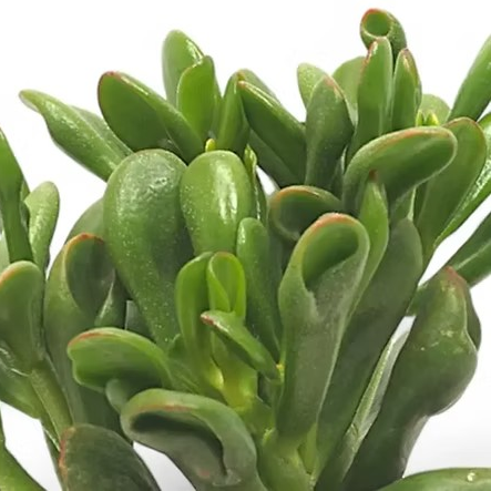 Crassula ovata 'Horntree'