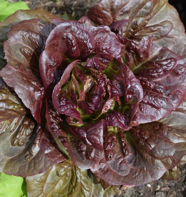 Lettuce - Pomegranate Crunch (Pelleted) Certified
