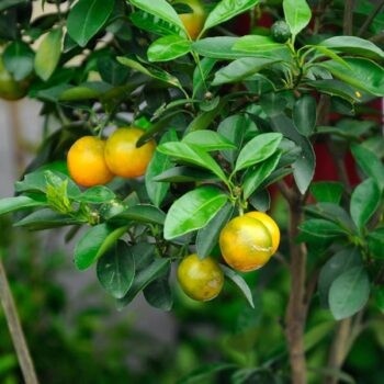 Citrus madurensis