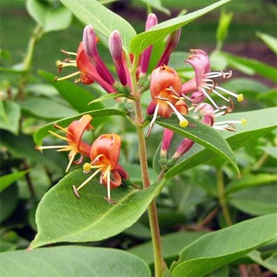 Lonicera acuminata 'Henryi'