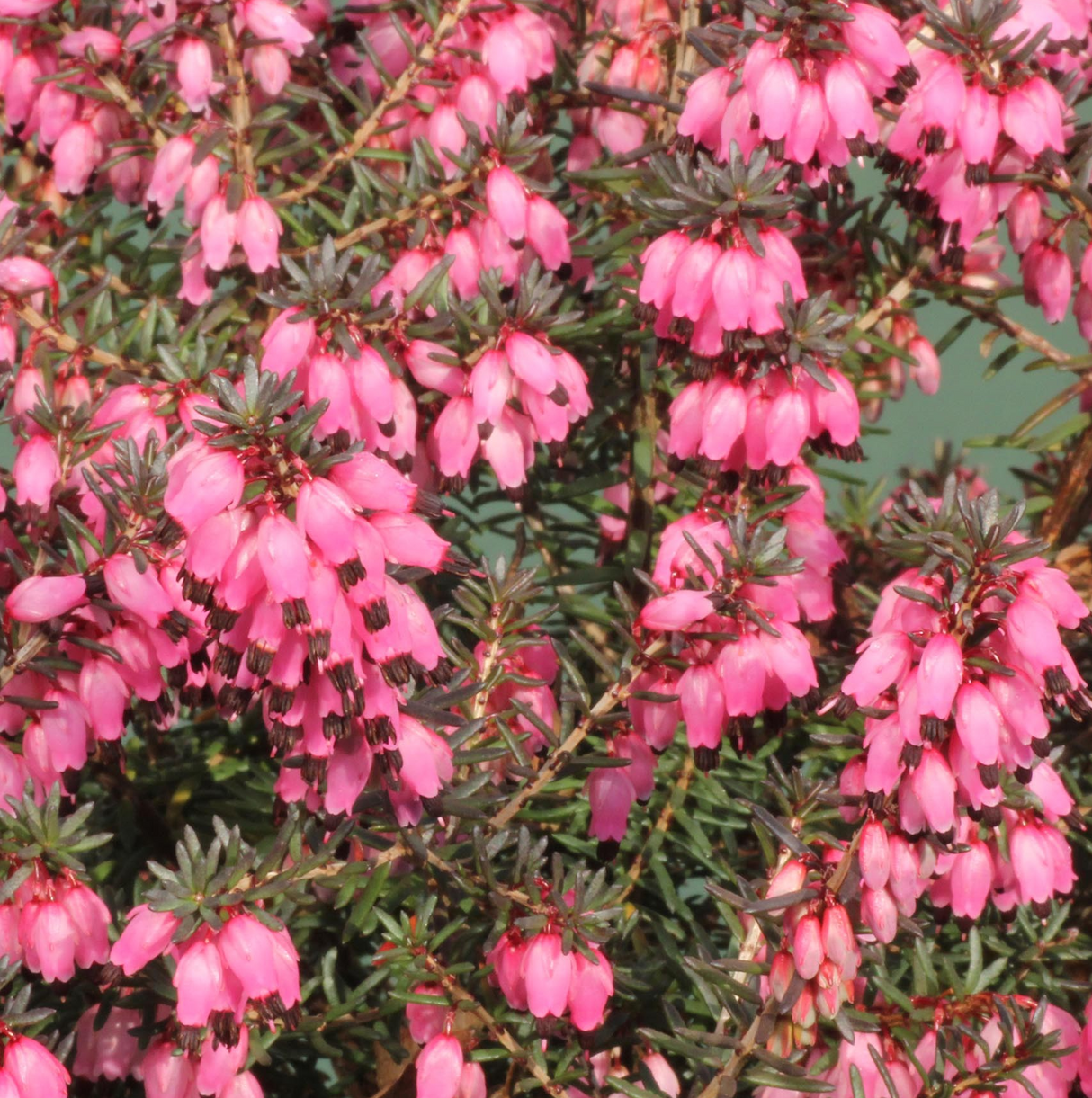 Erica x darleyensis 'Pink Harmony'