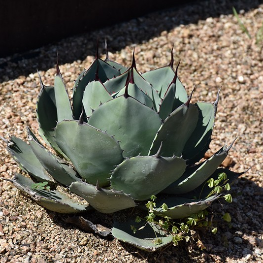 Agave parryi 'Truncata'
