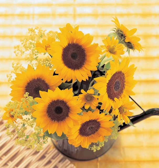Sunflower  - Sunrich Orange