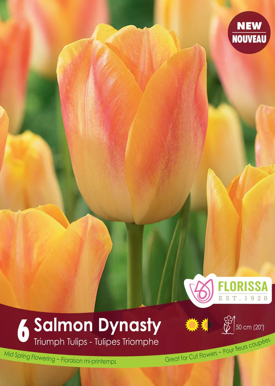 Tulipa Triumph 'Salmon Dynasty'