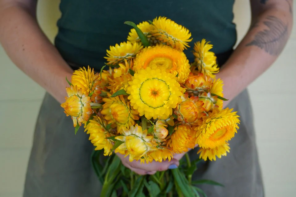 Strawflower - Golden Yellow