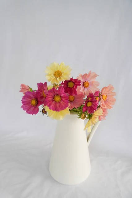 Cosmos - Cotton Candy Mix