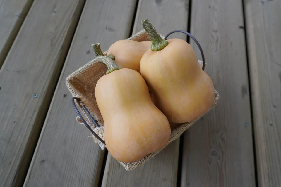 Squash (Winter) - Butterbaby - Certified Organic