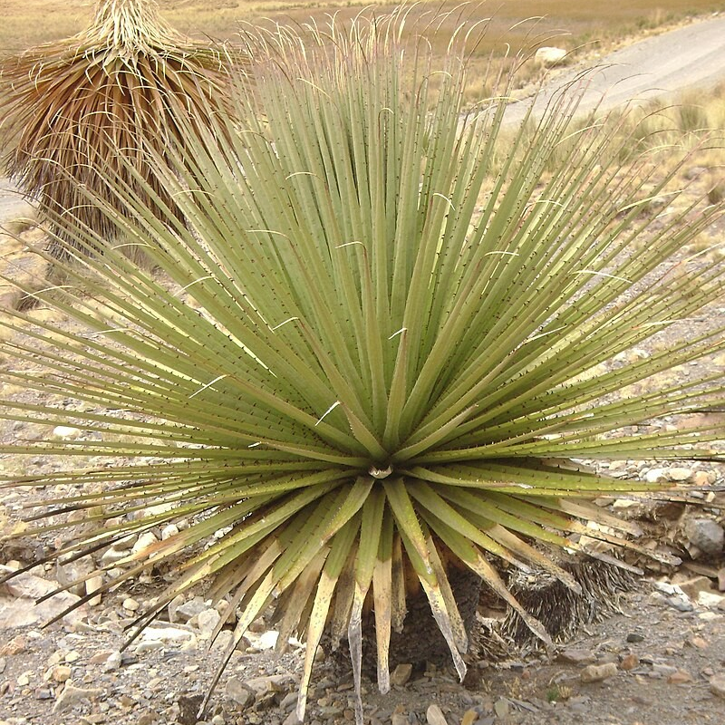 Puya raimondii