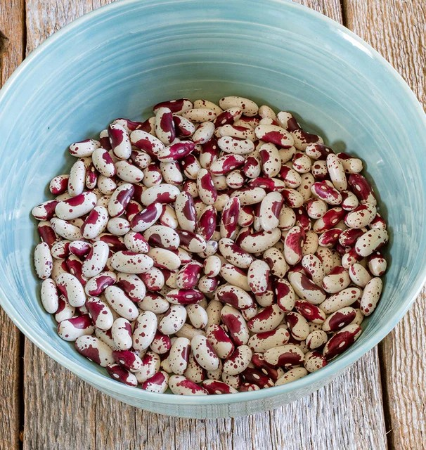 Bean - Jacob's Cattle Bean - Organic