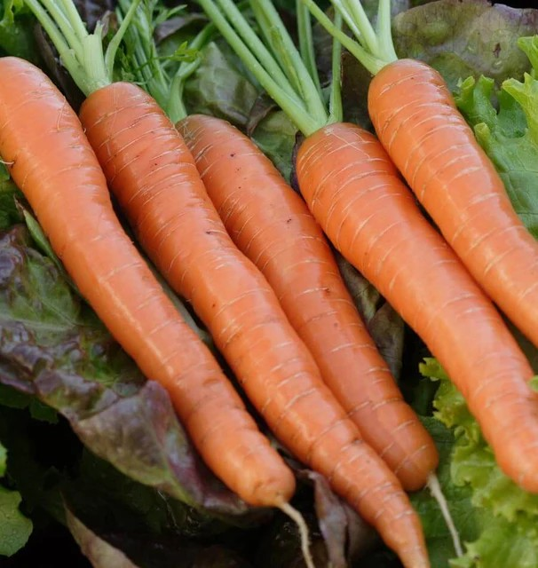 Carrots - Napoli