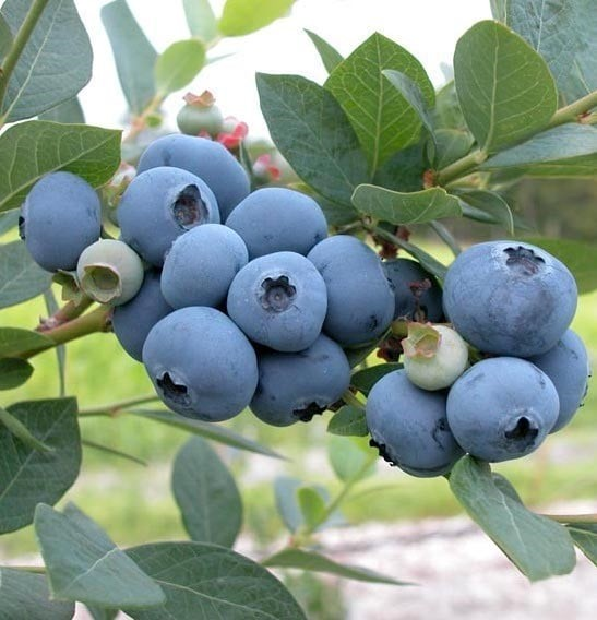 Vaccinium corymbosum 'Sweetheart'