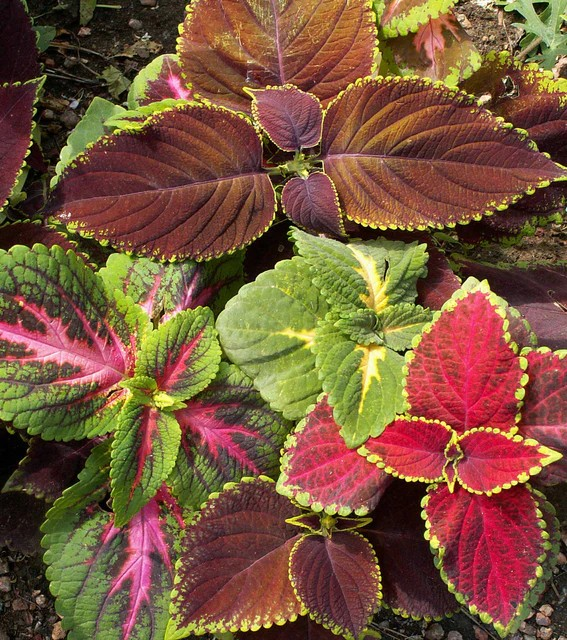 Coleus - Rainbow Mix