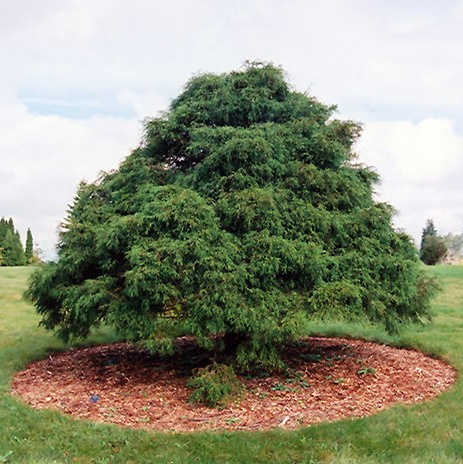 Chamaecyparis pisifera 'Filifera'