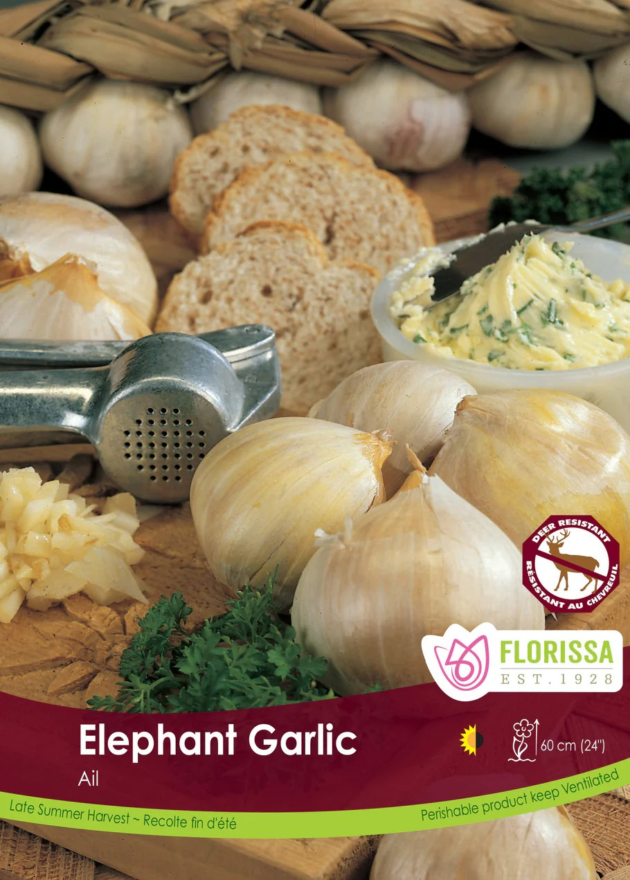 Garlic