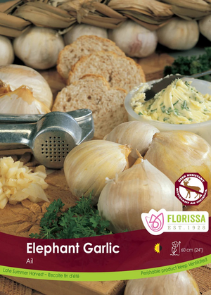 Garlic
