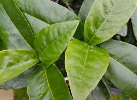 Aucuba japonica 'Leucocarpa'