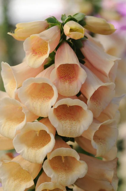Foxglove - Dalmation Peach F1 Pelleted