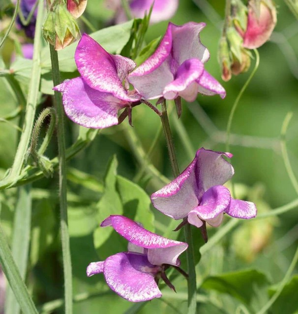 Sweet Peas - Butterfly Blend