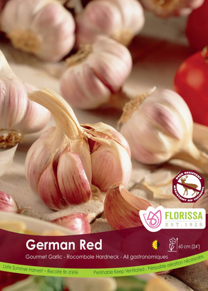 Garlic