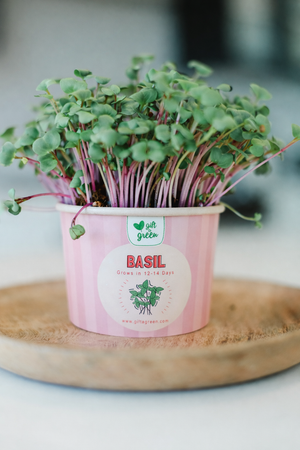 Teacher Gift Box - Sow and Grow Organic Microgreens