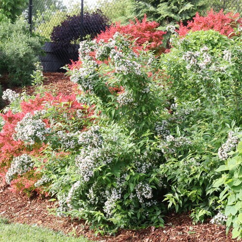 Abelia mosanensis 'Sweet Emotion Blaze'