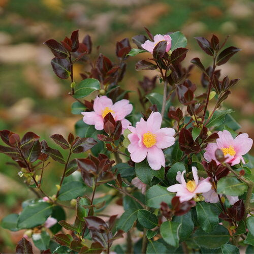 Camellia 'Just Chill Red Tip' PW