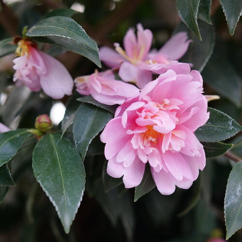 Camellia 'Just Chill Double Pink' PW