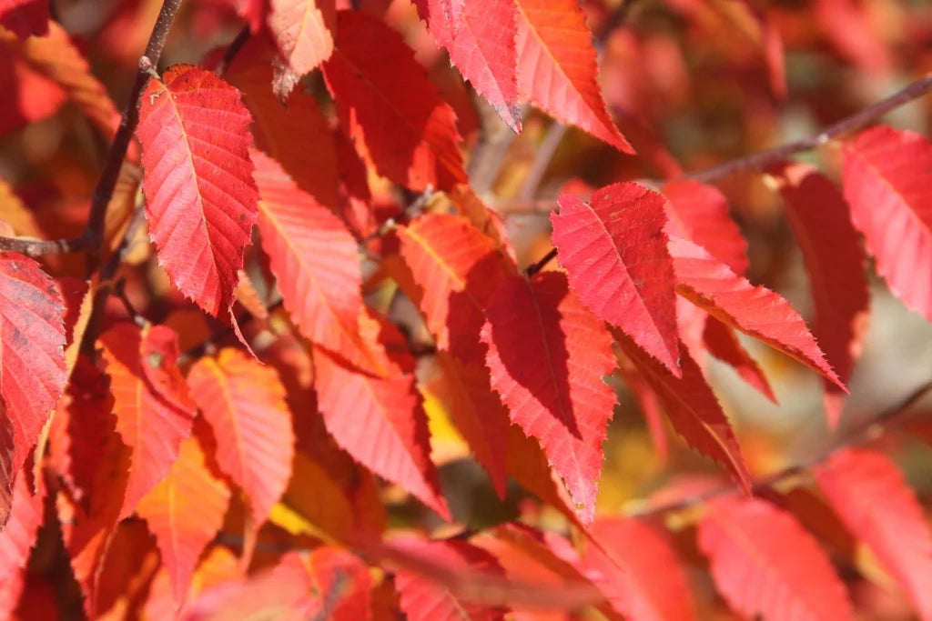 Carpinus caroliniana 'Fire Belle'