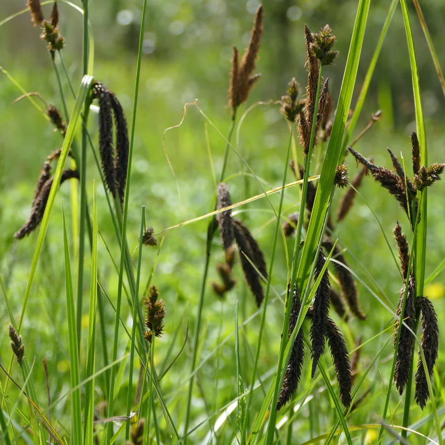 Carex obnupta