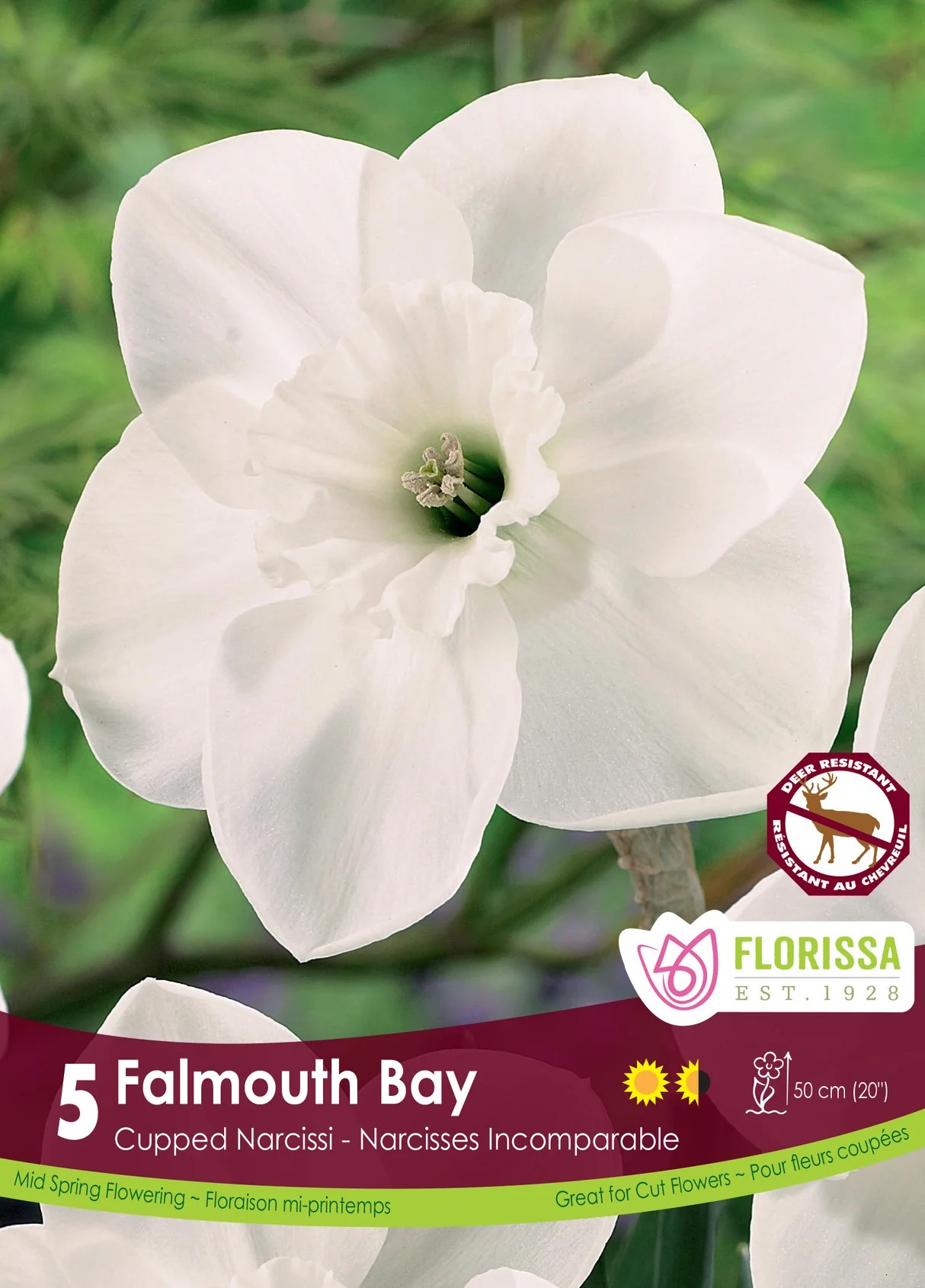 Narcissus Cupped 'Falmouth Bay'