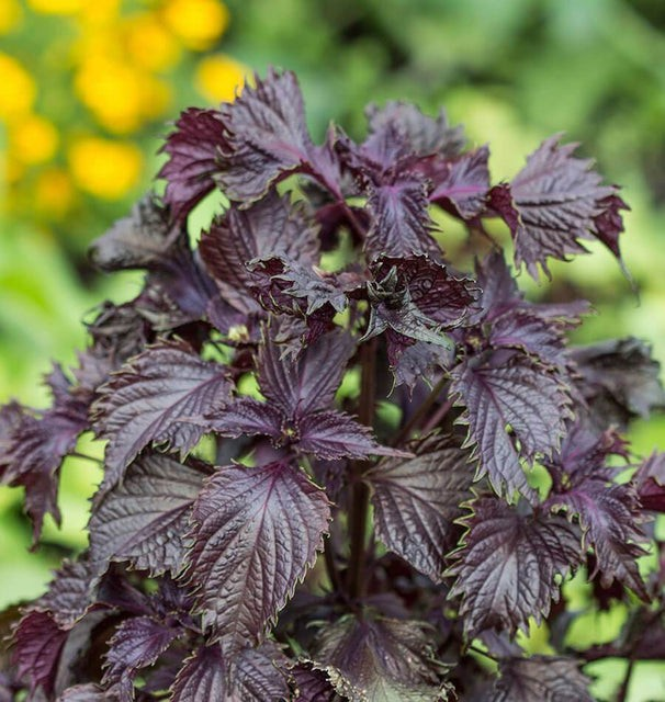 Shiso - Red Perilla