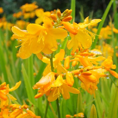 Crocosmia 'Buttercup'