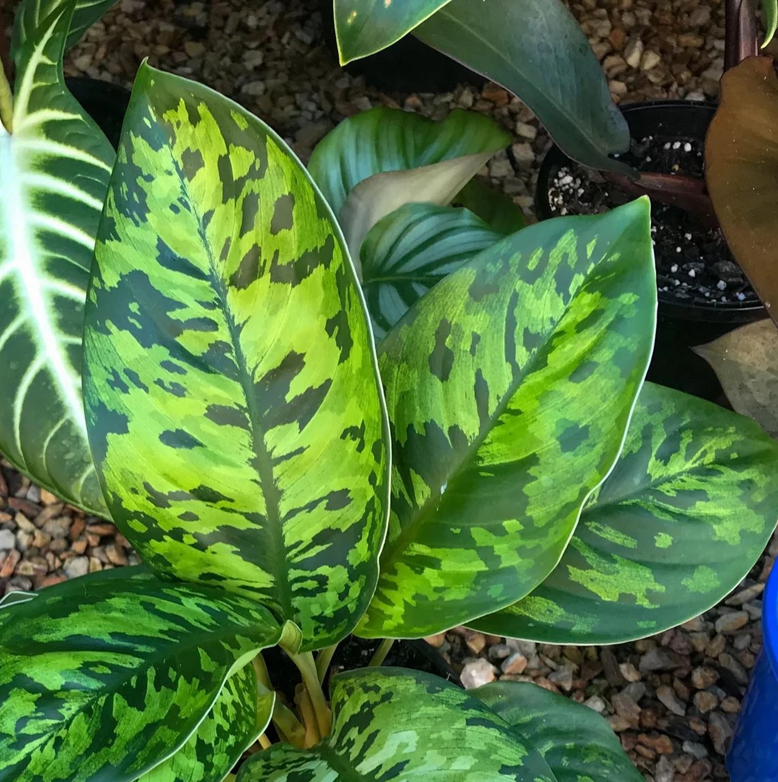 homalomena camouflage vs aglaonema Homalomena 'Camouflage'