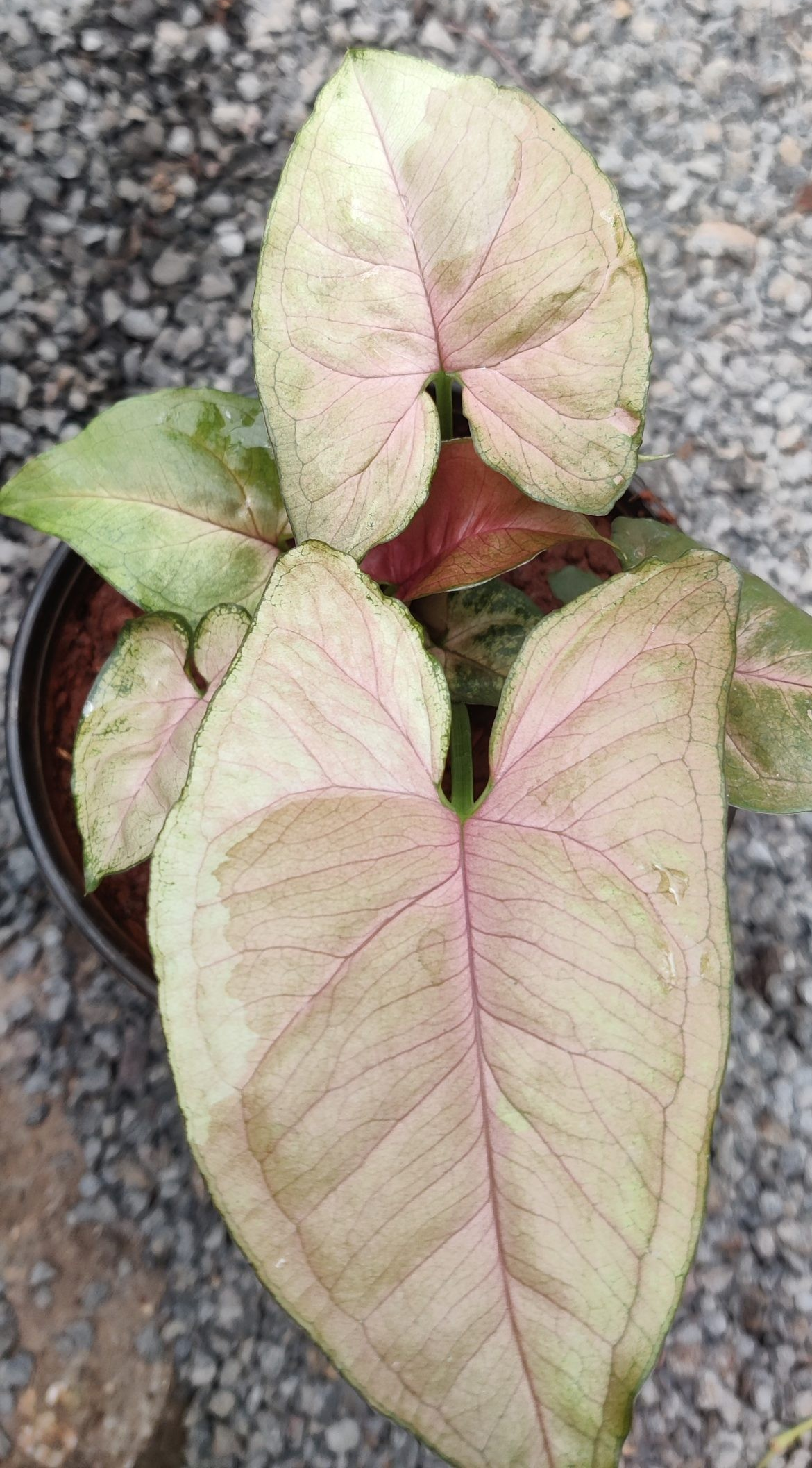 Syngonium 'Coral Allusion'
