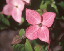 Cornus kousa 'Radiant Rose'