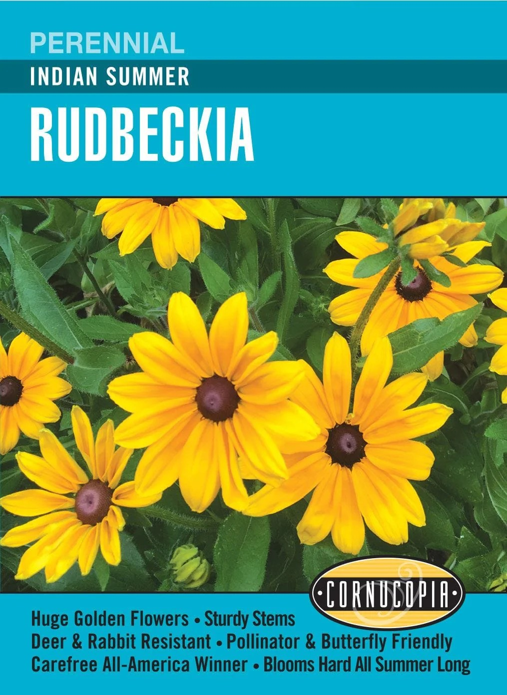 Rudbeckia - Indian Summer