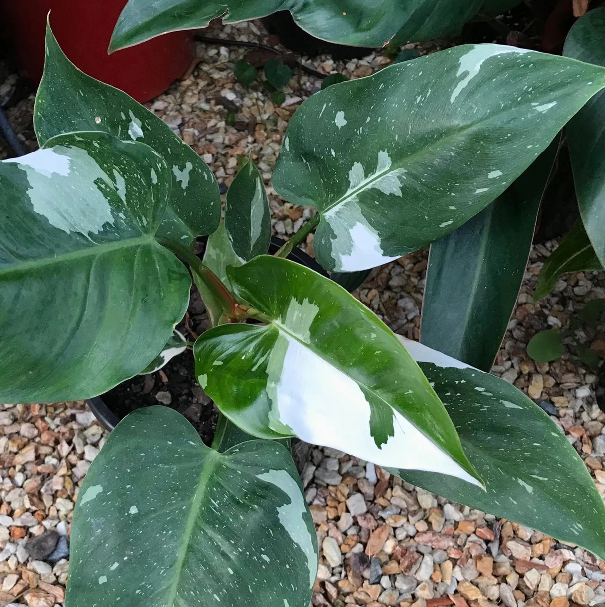 Philodendron 'White Knight'
