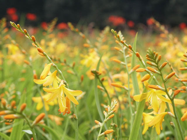 Crocosmia 'George Davidson'
