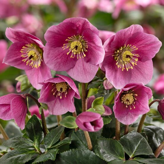 Helleoborus 'Lulu'