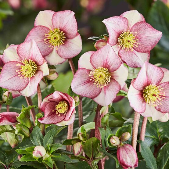 Helleborus 'Carlotta'