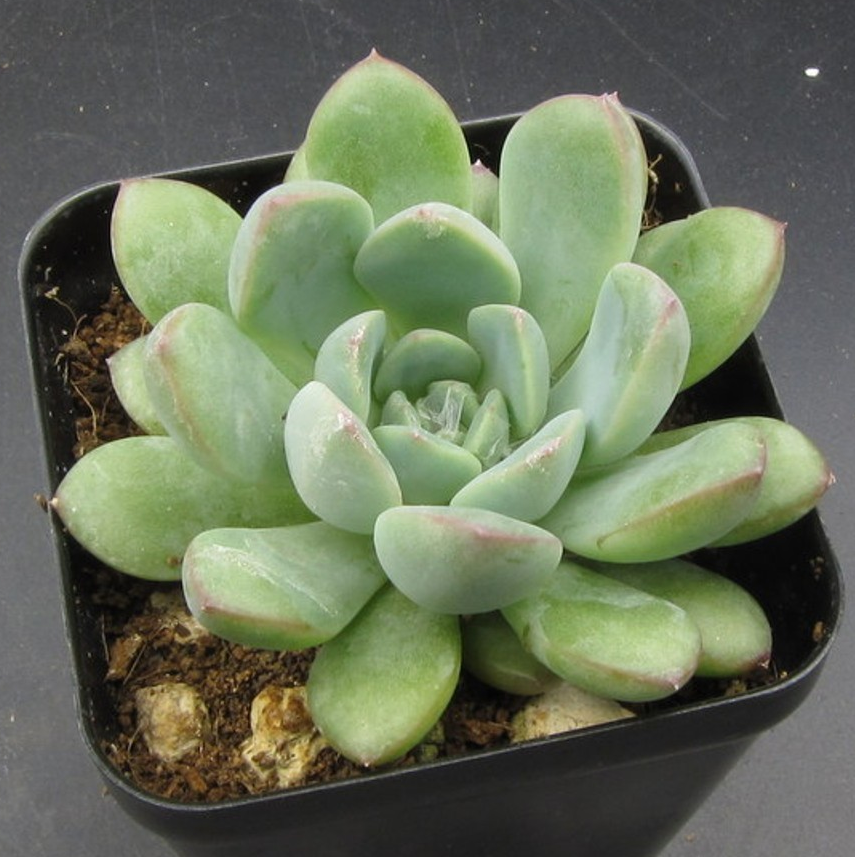 Echeveria 'Morning Dew'