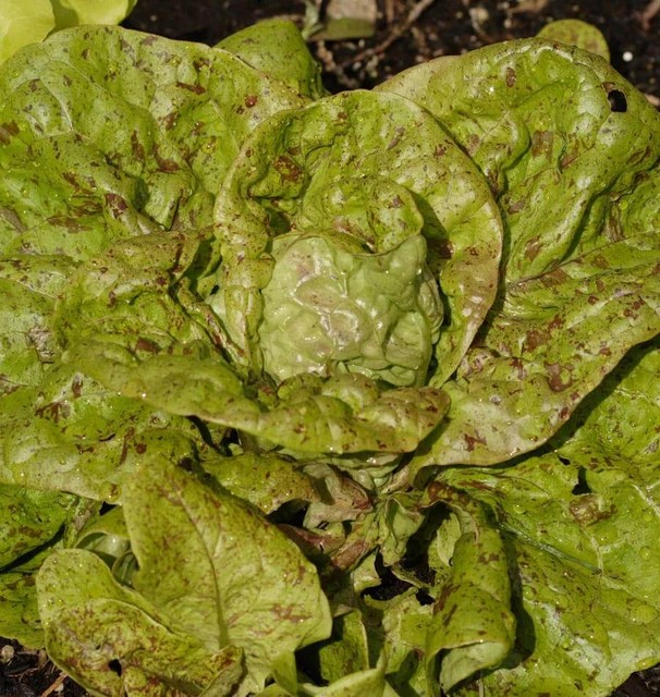Lettuce - Speckled Organic