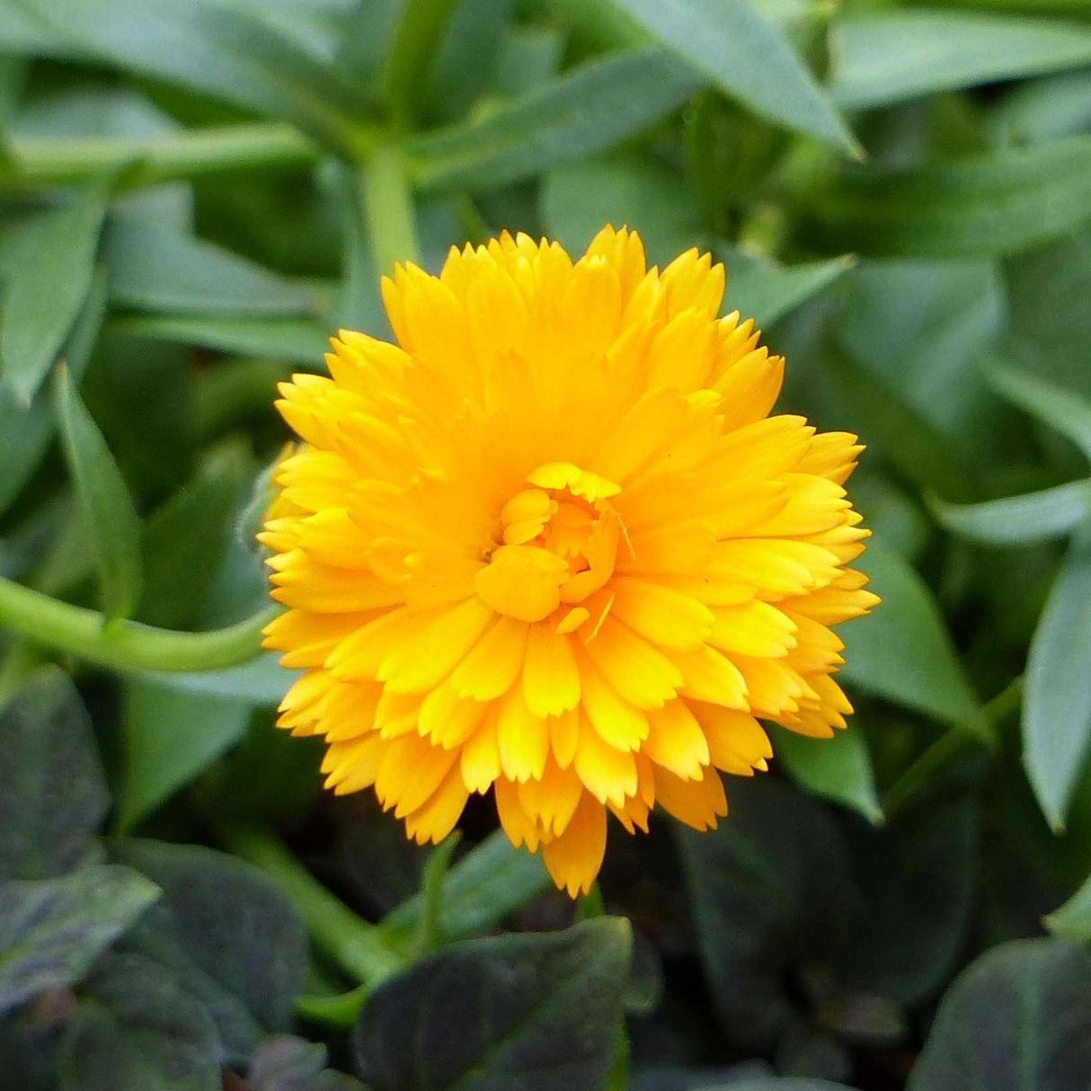 Calendula officinalis 'Power Daisy Tango'