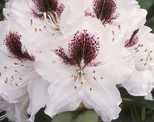 Rhododendron 'Sappho'