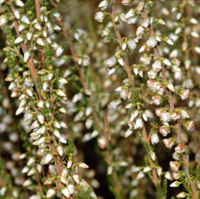 Calluna vulgaris 'Mair's Variety'
